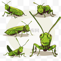 蚱蜢剪贴画 五只不同姿势的绿色