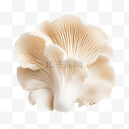 白色背景上的孤立牡蛎蘑菇切口