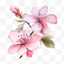 装饰元素的粉红色花朵水彩风格