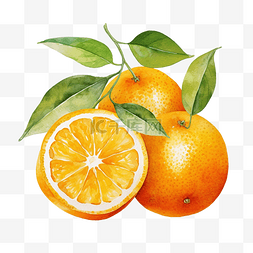 普通话素材图片_橙色水果水彩