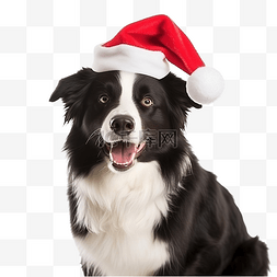 边境牧羊犬戴着红色圣诞老人帽子