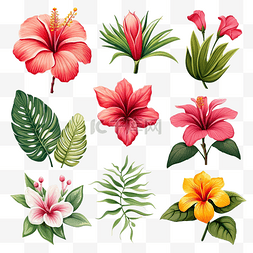 热带花卉和叶子插图