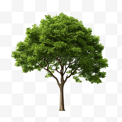 环境生活图片_绿树 PNG