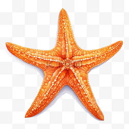 橙色海星水彩