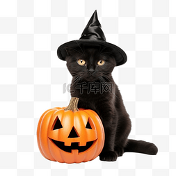 戴着女巫帽的黑猫坐在万圣节南瓜