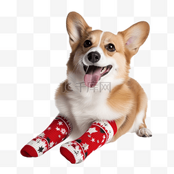 卡通圣诞袜图片_有趣的狗品种威尔士柯基犬作为圣