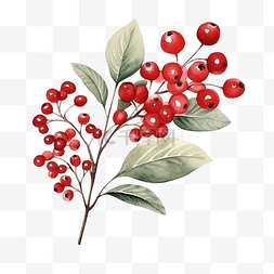 浆果水彩图片_圣诞节和新年模板或壁纸水彩红色