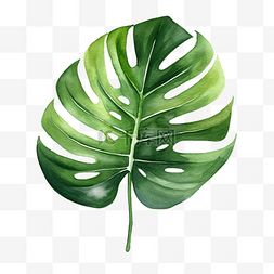 夏天夏威夷树叶图片_绿色水彩天然龟背竹叶