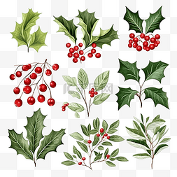冬青叶与红色浆果集合圣诞槲寄生