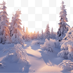 雪山雪图片_日落时美妙的圣诞冬季森林