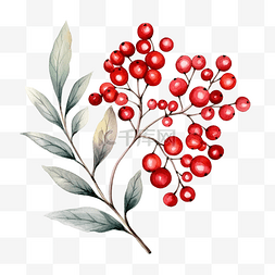 红色浆果图片_圣诞节和新年模板或壁纸水彩红色