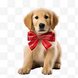 圣诞小狗狗图片_现场饲养的金毛小狗与圣诞蝴蝶结
