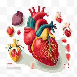 心臟解剖