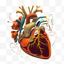 解剖图片_心臟解剖 向量