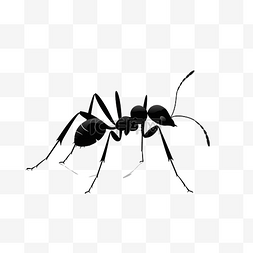 幽灵般的图片_孤立的蚂蚁剪影