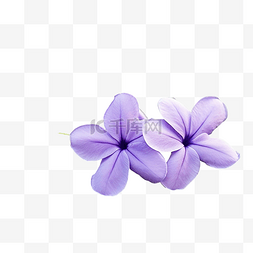 长春花花盛开紫色长春花小