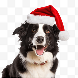 红色幽默图片_边境牧羊犬戴着红色圣诞老人帽子