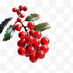 圣诞快乐红色图片_红色冬青浆果和圣诞树与节日散焦