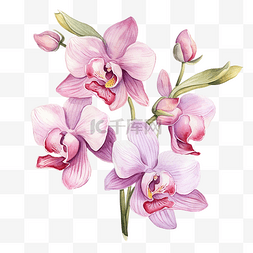 粉红色装饰背景图片_粉红色的兰花花水彩