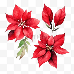 水彩圣诞一品红鲜花花束元素