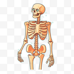 矢量人体骨架图片_人体骨骼的骨架矢量图设计构成剪