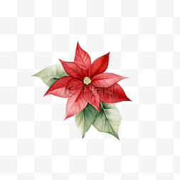 八角星手绘图片_圣诞水彩无缝图案与一品红红浆果