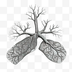 呼吸系统系统图片_肺人体器官线描