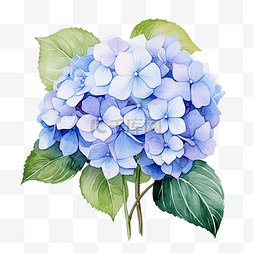 水彩蓝色绣球花图片_美丽的绣球花水彩