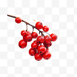 红色的节日快乐图片_红色冬青浆果和圣诞树与节日散焦