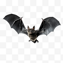 黑色飞行蝙蝠