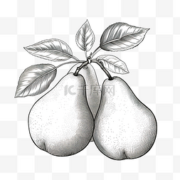 水果梨线描
