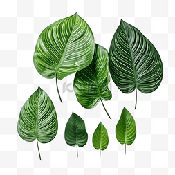 一组具有绿色和纹理的热带叶子