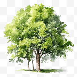 树与绿叶水彩插图