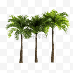 手掌绿色图片_绿色的棕榈树