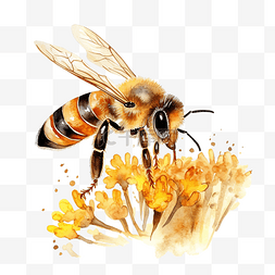 侏儒蜂蜜图片_水彩蜜蜂 蜜蜂插画 可爱的蜜蜂 蜜