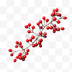白色表面上装饰有红色浆果的圣诞