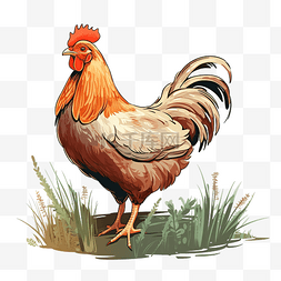 草丛中的鸡 PNG 插图