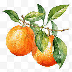 橘子色图片_橘子水彩插图