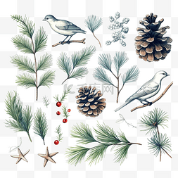 鸟树素描图片_天然圣诞物品的集合植物鸟花云杉