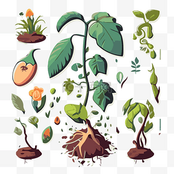 植物和种子的插图集 向量