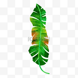渐变色图片_热带植物棕榈叶