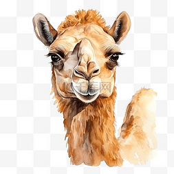 骆驼抽象图片_水彩骆驼动物元素