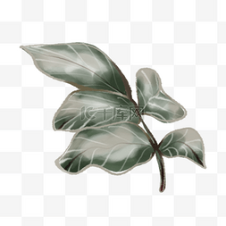 春季植物插画海报图片_大片绿色植物叶子