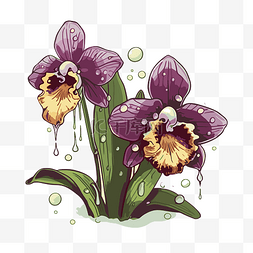 两朵花手绘图片_兰花剪贴画两朵紫色兰花和水滴，