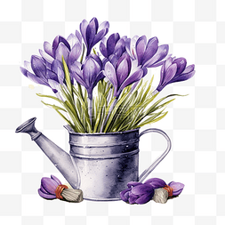 番红花花束图片_喷壶里的紫色番红花插画