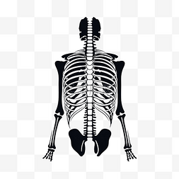 生物骨骼图片_X 射线和骨头插图以最小的风格