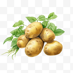 心形墙照片图片_马铃薯蔬菜数字插图