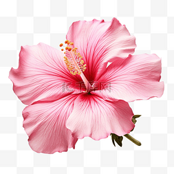 印象唐山图片_现实的粉红色花