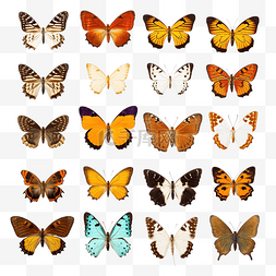 昆虫类型图片_泰国发现的白色背景蝴蝶上有多种