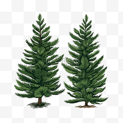 松树圣诞节常绿植物元素矢量圣诞